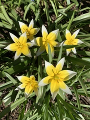Tulipa urumiensis