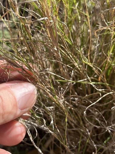 Enteropogon unispiceus observed 2026-07-27