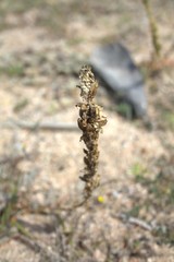 Reseda hookeri
