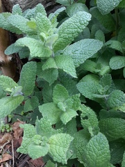 Mentha × rotundifolia