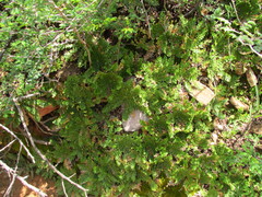 Selaginella lepidophylla