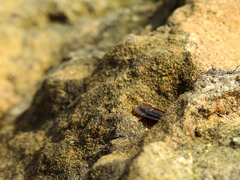 Cossyphus hoffmannseggi