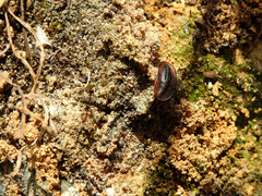 Cossyphus hoffmannseggi