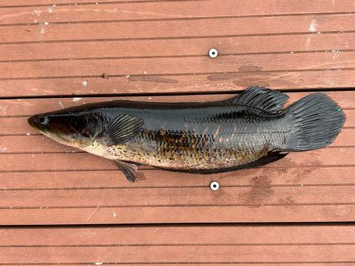 Channa pleurophthalma