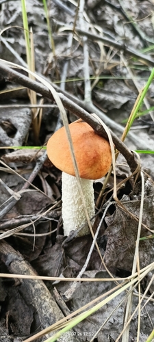 Leccinum leucopodium