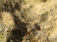 Cossyphus hoffmannseggi