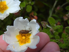 Mycterus curculioides