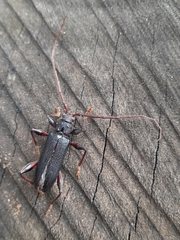 Callidiopis scutellaris