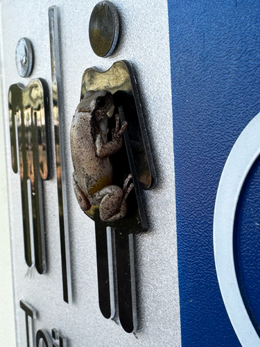 Desert Tree Frog