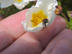 Mycterus curculioides