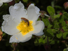 Mycterus curculioides