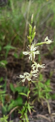 Tatarian Catchfly