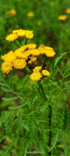Common Tansy