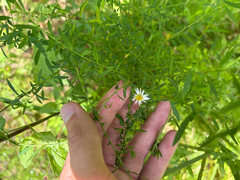Symphyotrichum dumosum, photograph author not stated, no rights reserved
