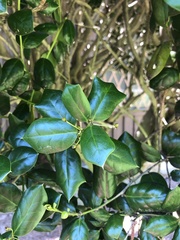 Ilex