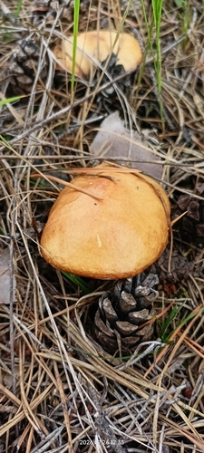 Dotted-stalked Suillus