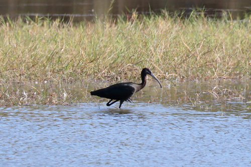 iNaturalist image