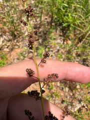 Lechea mucronata, photograph author not stated, no rights reserved