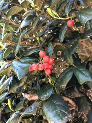 Ilex
