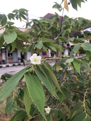 calabur tree