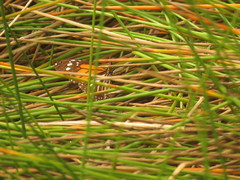 Danaus melanippus hegesippus
