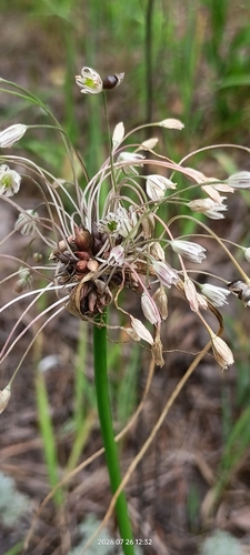 field garlic