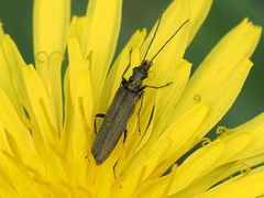 Oedemera lurida