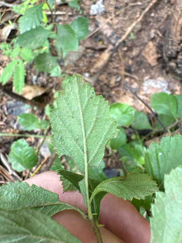 Crataegus uniflora, photograph 6