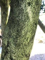 Ilex