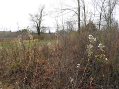 Amelanchier canadensis