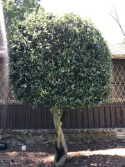 Ilex