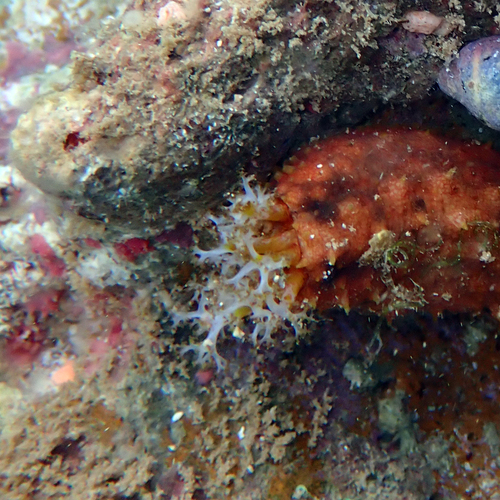 Ashy Sea Cucumber