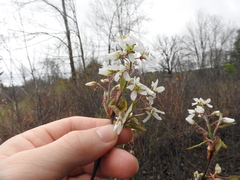 Amelanchier canadensis