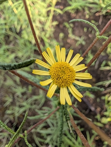 Vicoa indica, 2026-07-25