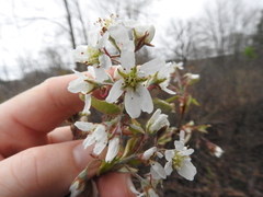 Amelanchier canadensis