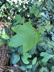 Acer rubrum