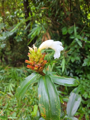 Crêpe ginger