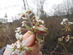 Amelanchier canadensis