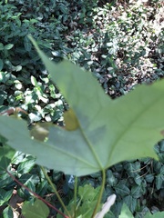 Acer rubrum