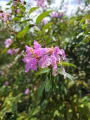 Lagerstroemia noei, photograph Pawin Chan, CC0, iNaturalist via GBIF