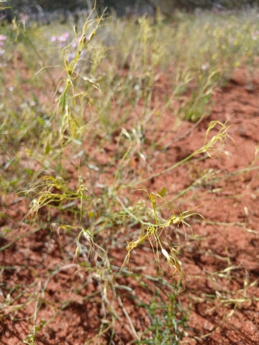 Stenopetalum nutans, 2026-07-20