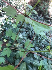Acer rubrum