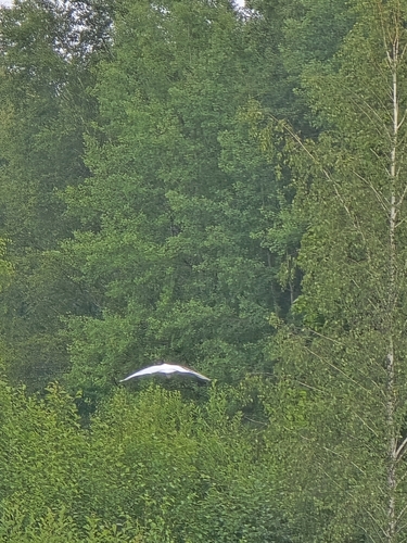 Great Egret