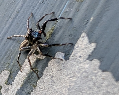 Swifts’ Ant-hunter Spider