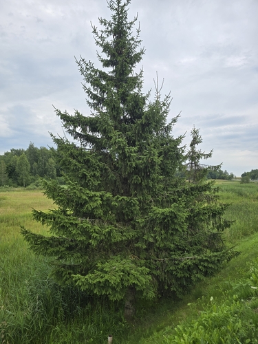 Norway spruce
