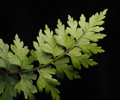 Asplenium aethiopicum, photograph 2