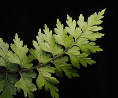 Asplenium aethiopicum, photograph (c) Angus Campbell, some rights reserved (CC BY)