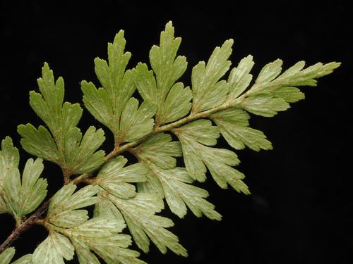 Asplenium aethiopicum, photograph 3