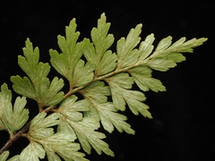 Asplenium aethiopicum, photograph (c) Angus Campbell, some rights reserved (CC BY)
