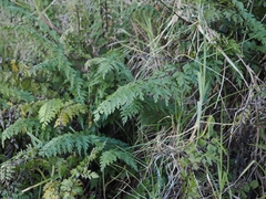 Asplenium aethiopicum, photograph (c) Angus Campbell, some rights reserved (CC BY)